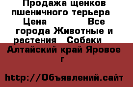 Продажа щенков пшеничного терьера › Цена ­ 30 000 - Все города Животные и растения » Собаки   . Алтайский край,Яровое г.